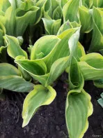 Хоста - королева тени