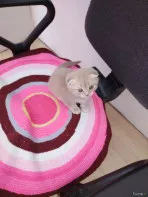 Котята, оба мальчики. Порода Шотландская Вислоухая