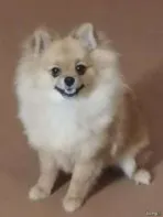 Шпиц. Девочка. 6 месяцев