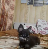 Чихуахуа Девочка