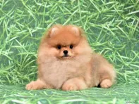 Померанский шпиц