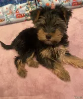 Щенок йоркширского терьера