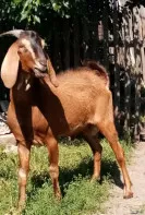 Продам племенного нубийского козла