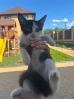 Продам котенка