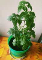 Декоративный томат