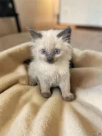 Сиамские котята