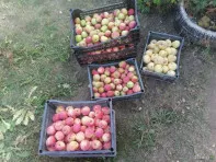 Продам яблоки, 500р. ведро