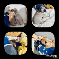 Милые красавчики французы