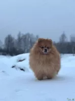 Шпиц померанец