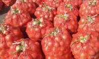 Лук длительного хранения 1 и 2 сорт
