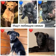 Щенки