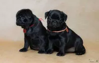 Щенки мопса