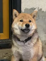 Щенок сиба ину