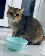 Кошка Мальчик