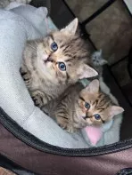Британские котята