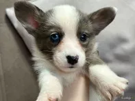 Корги кардиган