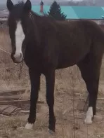 Продам жеребца