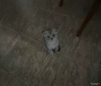 Котята шотландские