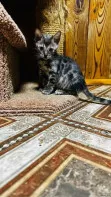 Бенгальские котята