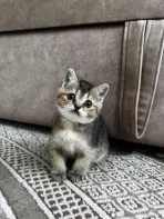 Котёнок породы золотая шиншилла