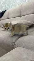 Котёнок золотая шиншилла