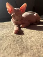 Котята сфинкс