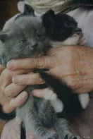 Котята девочки мама британка