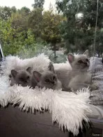 Бурманские котята