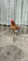 Продам петухов
