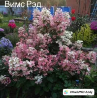 Метельчатые Гортензии