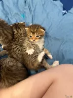 Шотландские вислоухие котята чистокровные