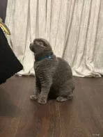 Шотландского кота