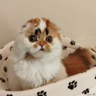 Котенок шотландский, длинношерстный