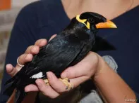 Майна священная ручные птенцы выкормыши