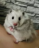 Сирийские хомяки
