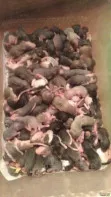 Крысы кормовые