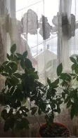 Шеффлера древесная