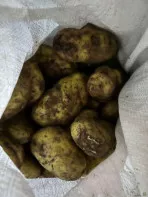 Картошка/картофель кормовая