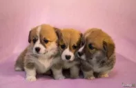 Щеночки корги