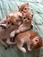 Котята
