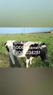 Продам телку