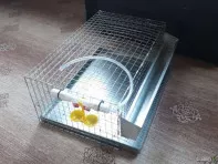 Клетки для перепелов