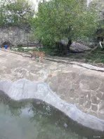 Билеты в зоопарк