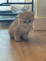 Кот