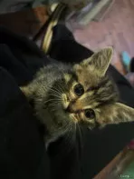 Котенок
