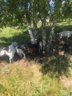 Заанинские козы и козлы