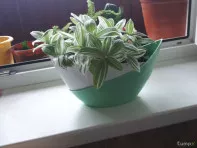 Традесканция альбифлора