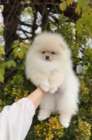 Померанский шпиц щенок