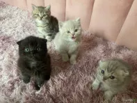 Шотландские котята