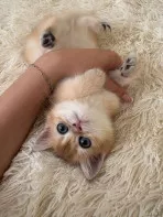 Золотая шиншилла